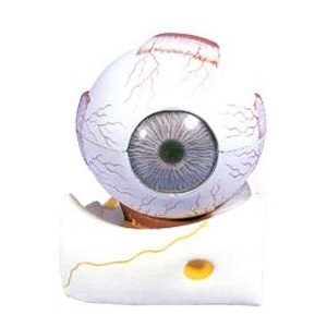 [인체모형] 눈의 구조모형 (9part) KIM-C0004(kim3-324) / 3배 확대 눈 모형 / 눈의 구조와 기능 학습 / 수정체, 홍체, 망막, 유리체, 안구 뼈
