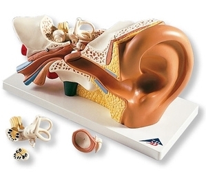[인체모형] 귀 모형 (4part) - E10 / 왼쪽 귀 3배 확대모형 / 귀의 구조와 모양 / 귀 기능에 대한 학습