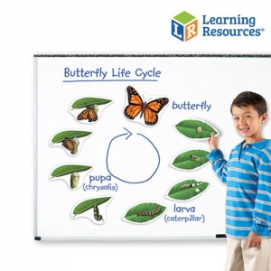 [러닝리소스] 나비의 일생 자석 / 나비의 한살이 / 나비의 성장과정 관찰 / 초등과학교구
