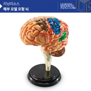 [인체모형] 해부모델모형 뇌 LER3335 / 뇌모형 32조각 / 두뇌모형 / 스탠드부착