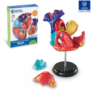 [ LER3334 ] 해부모델모형 심장 / 심장모형 29조각 / 3D심장입체모형 / 스탠드부착