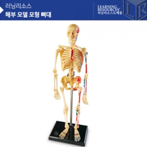 [인체모형] 해부모델모형 뼈대 LER3337 / 뼈모형 41조각 / 3D뼈대입체모형 / 스탠드부착